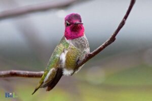 How Did Anna’s Hummingbird Get Its Name: Name in Honor!