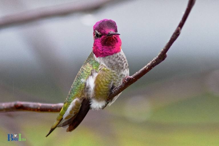 how did annas hummingbird get its name