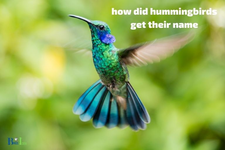 how did hummingbirds get their name