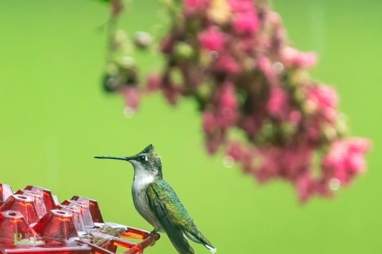 how do hummingbirds get protein