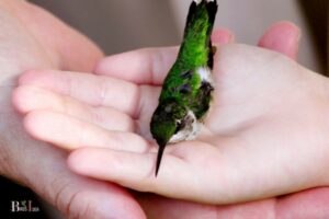 How Do You Get a Hummingbird to Trust You? 8 Steps!