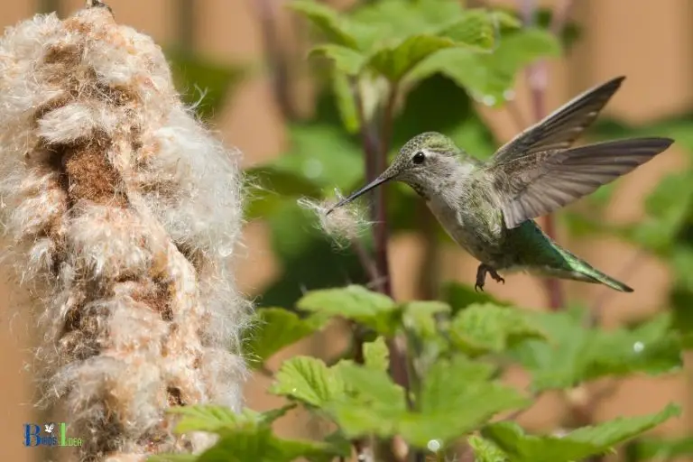 how far do hummingbirds fly from their nest