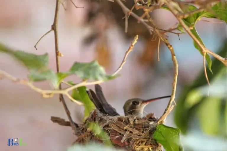 how to care for hummingbird eggs