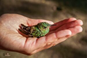 How to Care for Hummingbirds? Best Tips & Practices