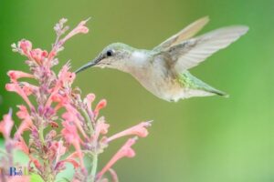 How to Deadhead Hummingbird Mint? 7 Steps!