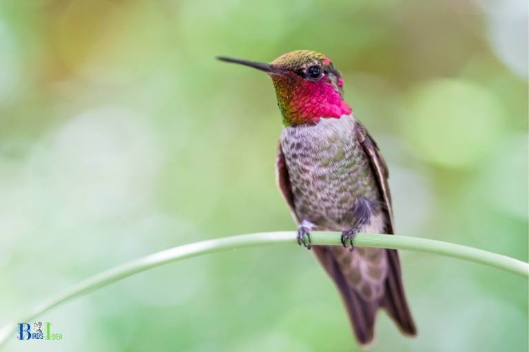 how to describe a hummingbird