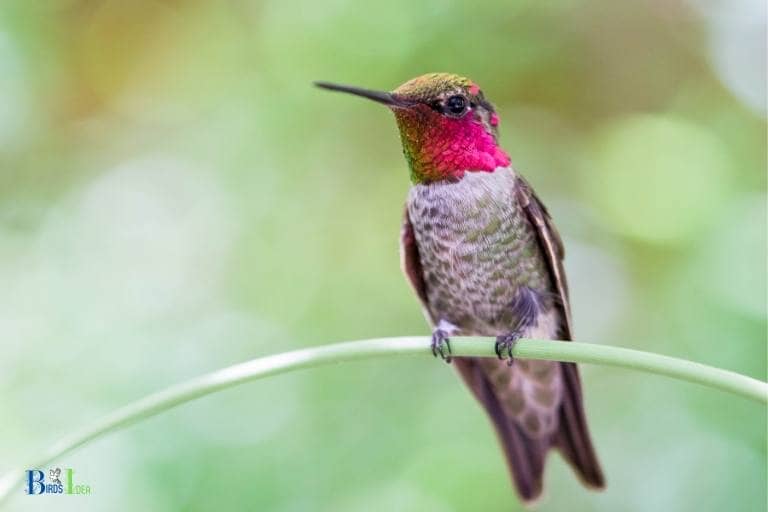 how-to-describe-a-hummingbird-beginners-guide