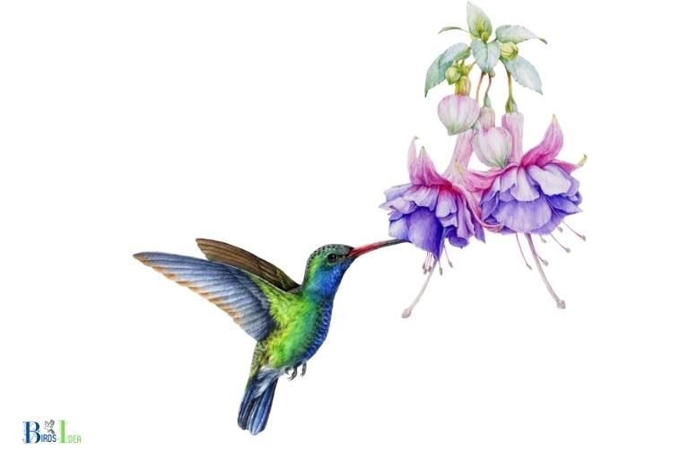 how to draw a hummingbird with a flower