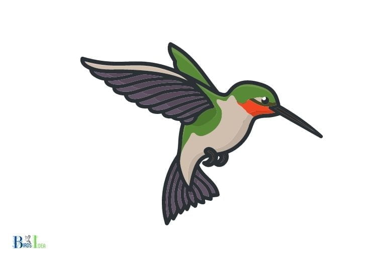 how to draw a ruby throated hummingbird