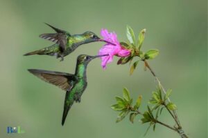 How to Get Rid of Hummingbird Mites: Simple Steps!