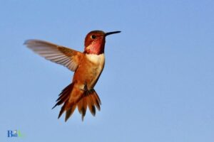 How to Get the Topaz Hummingbird Wings? 10 Steps!