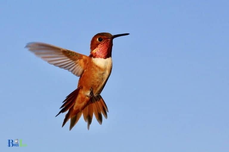 how to get the topaz hummingbird wings