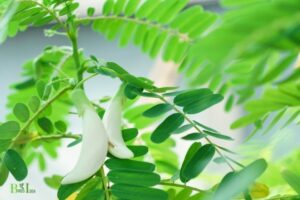 How to Grow a Hummingbird Tree? 10 Steps!