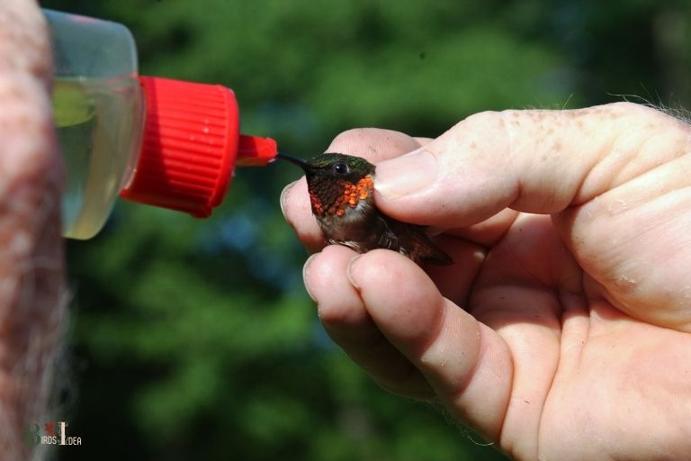 how to hand feed hummingbirds
