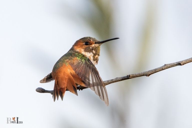 how to help a hummingbird with a broken wing