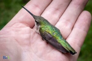 How to Hold a Hummingbird? 8 Steps!