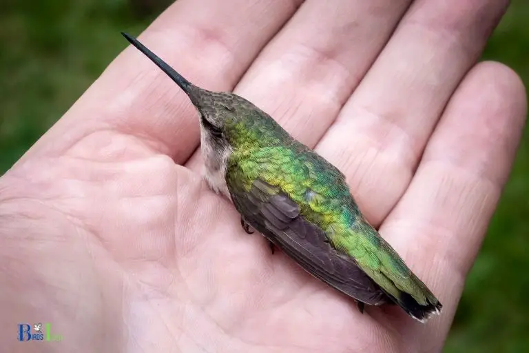 how to hold a hummingbird