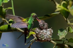 How to Hummingbirds Feed Their Babies: A Mixture of Nectar!