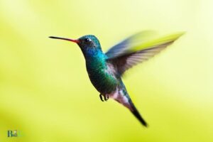How to Hummingbirds Fly South: Few Steps!