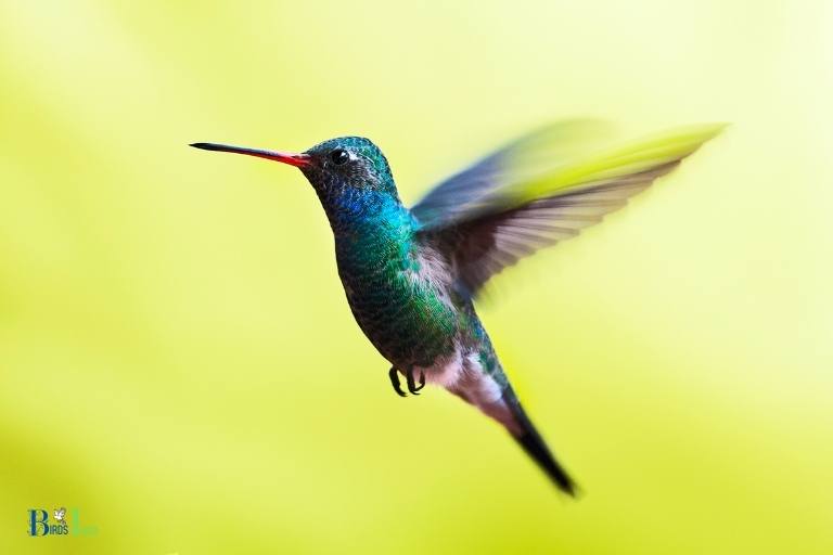 how to hummingbirds fly south