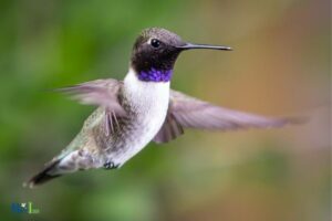 How to Identify a Black Chinned Hummingbird: A Guide!