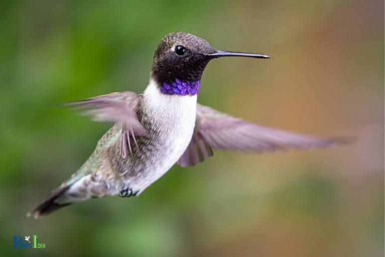 how to identify a black chinned hummingbird