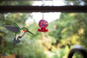 How to Keep Hummingbirds from Flying into Windows? 8 Method