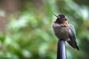 How to Keep Hummingbirds Warm in the Winter? 7  Method!