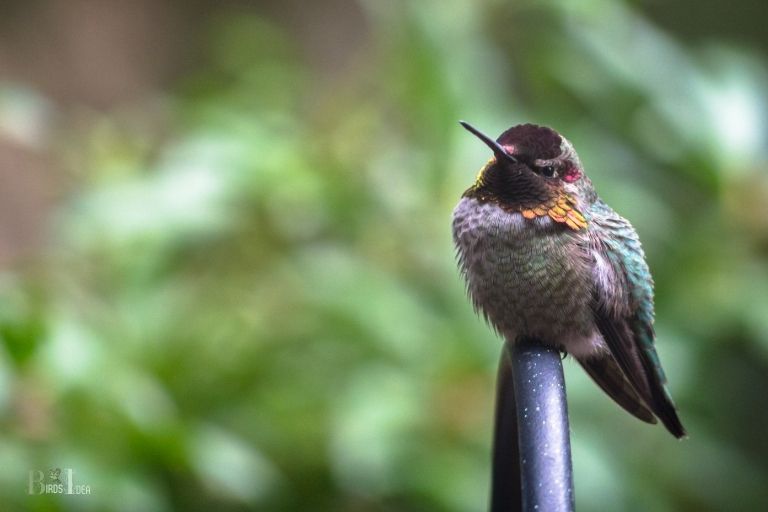 how to keep hummingbirds warm in the winter