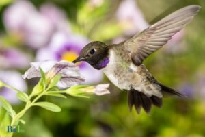 How to Know If Hummingbirds are in Your Area: Migration!