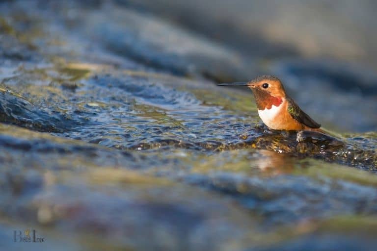 how to make a hummingbird bath