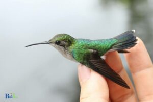 How to Make a Hummingbird Come to You: A Guide!