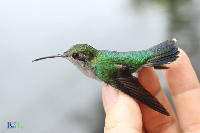 how to make a hummingbird come to you