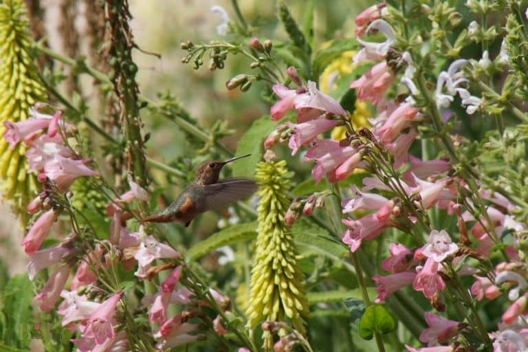 how to make a hummingbird garden