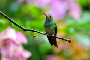 How to Make a Hummingbird Habitat? 6 Easy Steps!