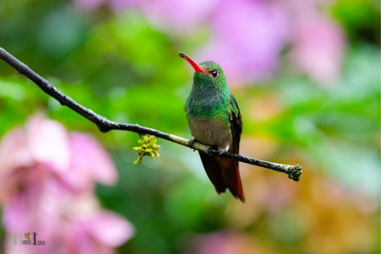 how to make a hummingbird habitat