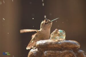 How to Make a Hummingbird Pool: A Guide!