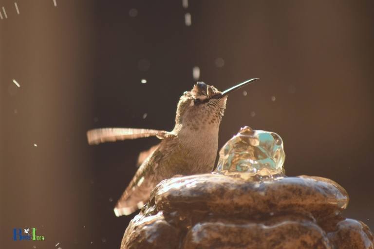 how to make a hummingbird pool