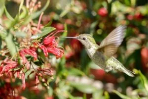How to Make Hummingbird And Oriole Nectar? 7 Steps!