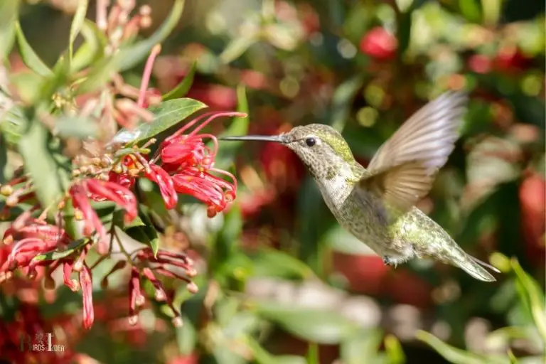 how to make hummingbird and oriole nectar