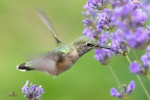 how to make hummingbird nectar audubon