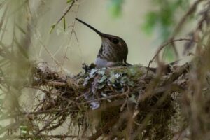 How to Make Hummingbird Nest: 8 Steps Guide!