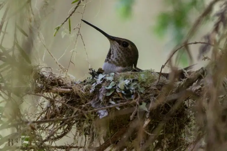 how to make hummingbird nest