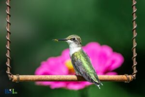 How to Make Hummingbird Swings? 7 Steps!