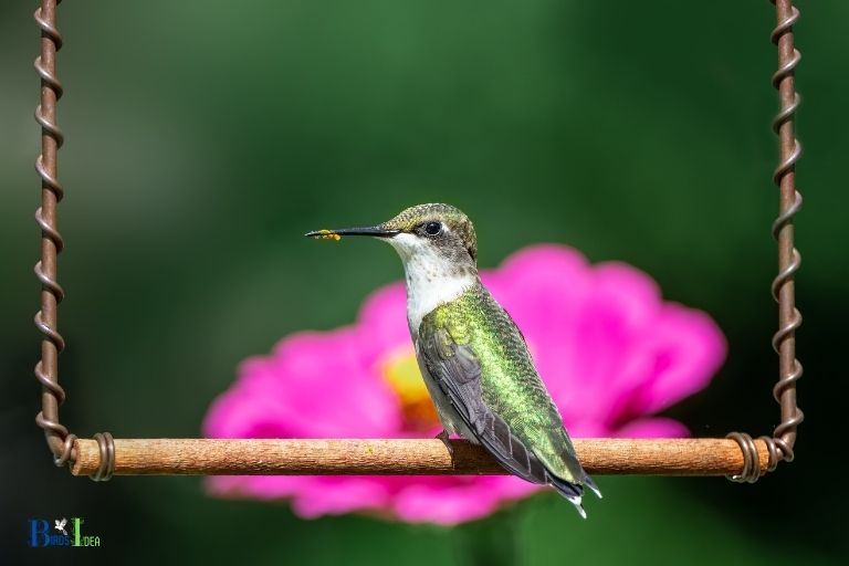 how to make hummingbird swings