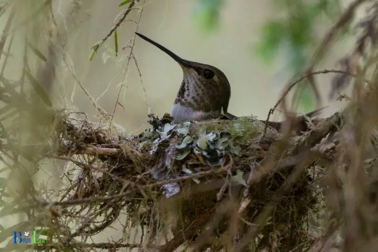 how to move a hummingbird nest