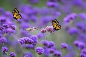 How to Plant a Butterfly And Hummingbird Garden: 10 Steps!