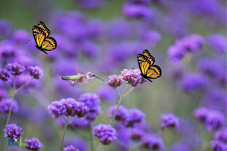 how to plant a butterfly and hummingbird garden