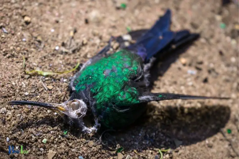 how to preserve a dead hummingbird