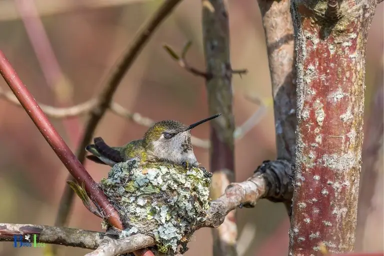 how to preserve a hummingbird nest